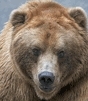 Profile Image for Bear.