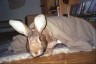 Profile Image for Bunnyhugger.