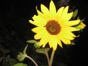 Profile Image for Helen Lehmann.