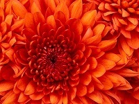 Profile Image for Michele.