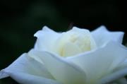 Profile Image for MaryLou Guizzo.