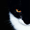 Profile Image for Boo.