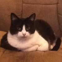 Profile Image for Lacey Swaim.